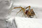 kogelspin (theridiidae sp)